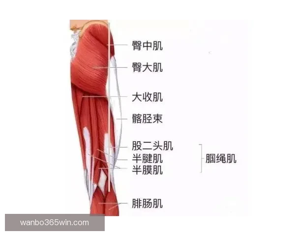 24岁后五次腿筋拉伤 伤病专家预测回归中心需三至六周